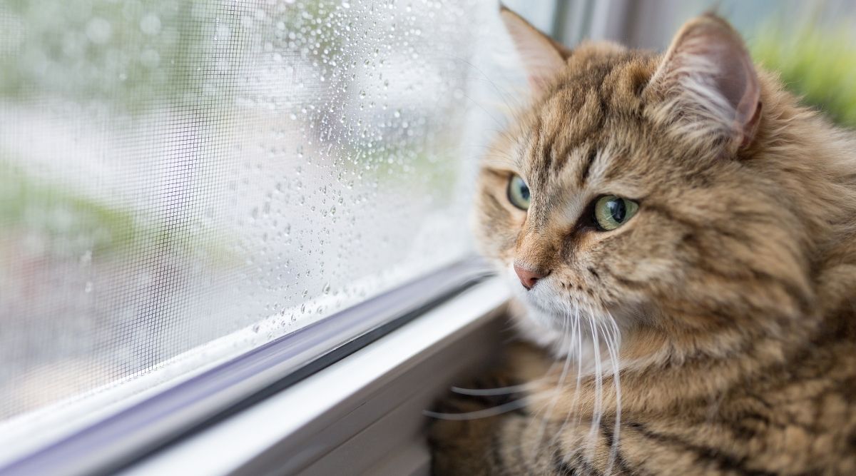 Piove, cosa fare? I consigli per scattare foto fantastiche sotto la pioggia!