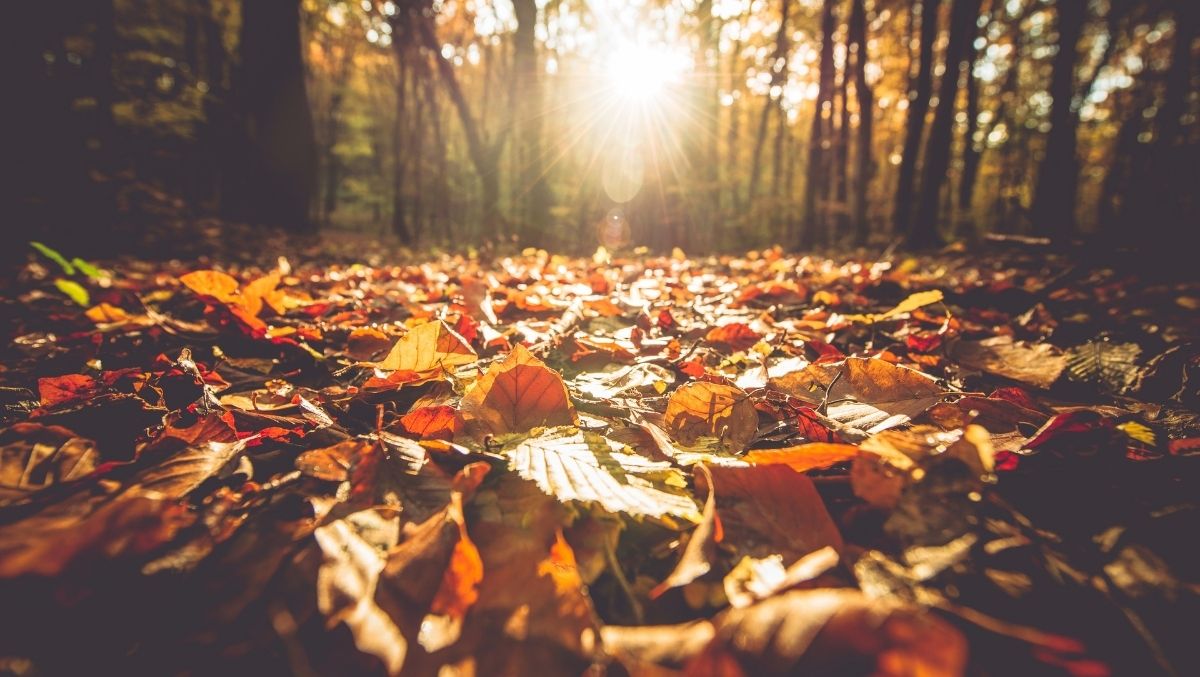 Fotografare il foliage: Alcuni consigli per fare foto alle foglie in autunno