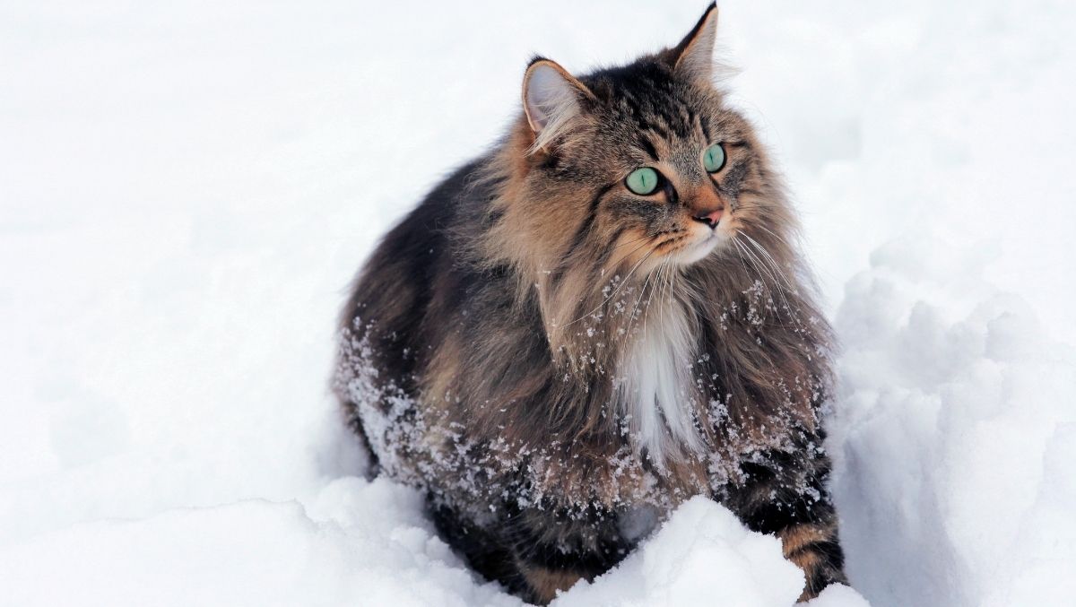 Fotografare Neve e Paesaggi Innevati: Alcuni consigli per le tue fotografie invernali