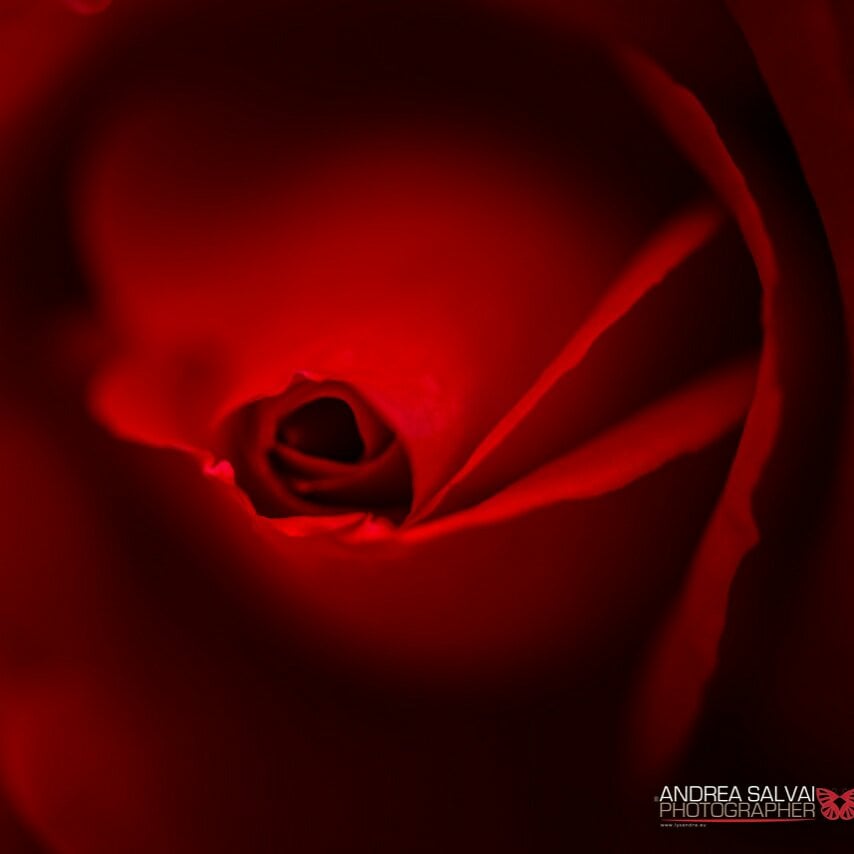 Rossa profondità: vortice di luci e ombre su una rosa macro