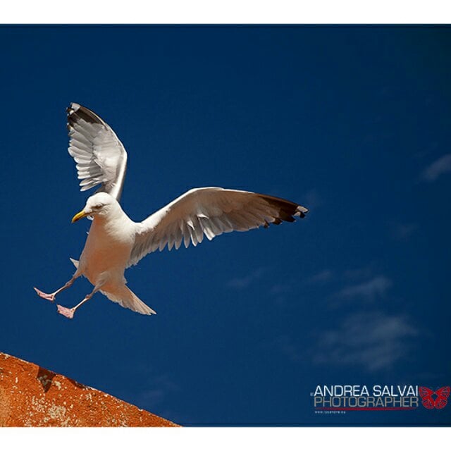 Atterraggio sospeso: gabbiano in contrasto tra bianco e cielo azzurro, dinamica e profondità