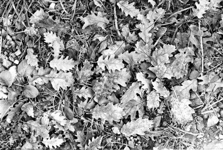 Texture vegetale: microstrutture in B/N su Ilford BN 400, nitida scansione tattilità delle foglie