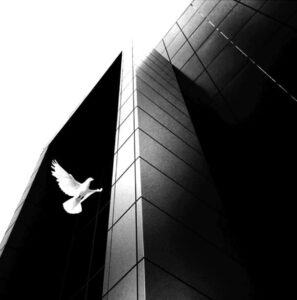 Architettura in bianco e nero: diagonali, luci estreme e una colomba simbolo di leggerezza