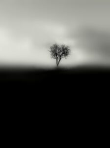 Solitudine silenziosa: un albero in una resa tonale vellutata