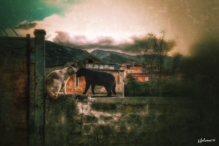 Ritratto atmosferico tra due cani e paesaggio: quieta convivenza