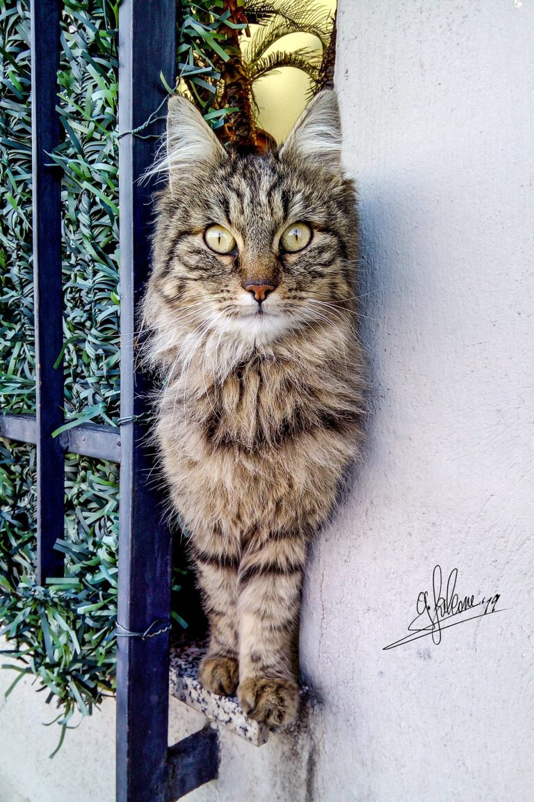 Intimità e curiosità nello sguardo felino: contrasto e dettaglio della pelliccia