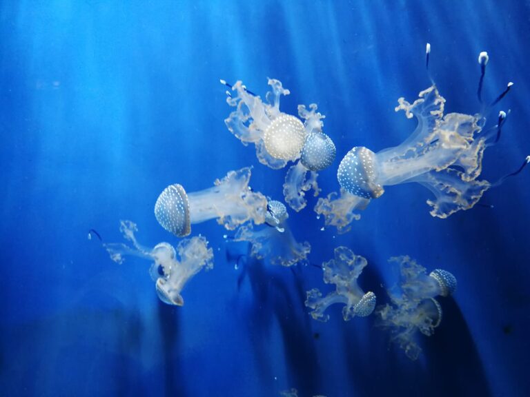 Meduse in diagonale: ritmo e profondità azzurra, texture e luce puntinata