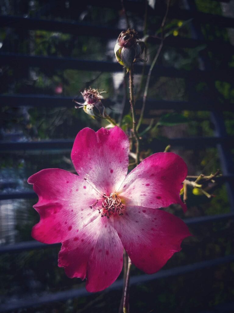 Rosa in primo piano: intimità cromatica e profondità sfumata della corollina
