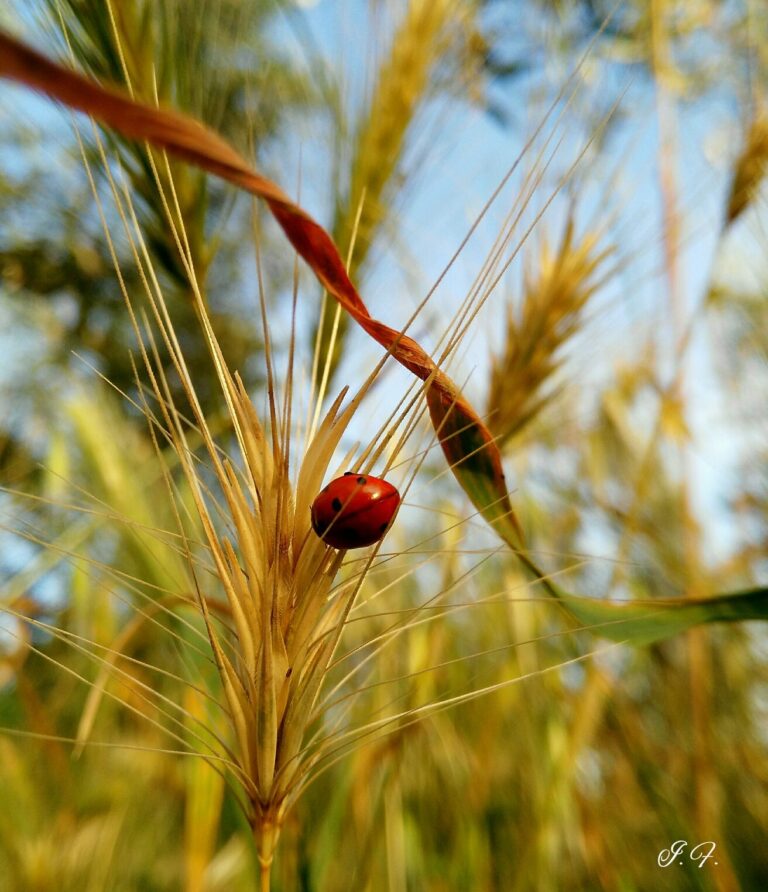 Spighe dorate e coccinella: delicata lettura di una macro poetica