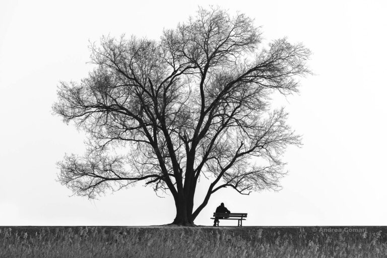 Fronte centrale: albero in bianco e nero, minimalismo e contrasti taglienti