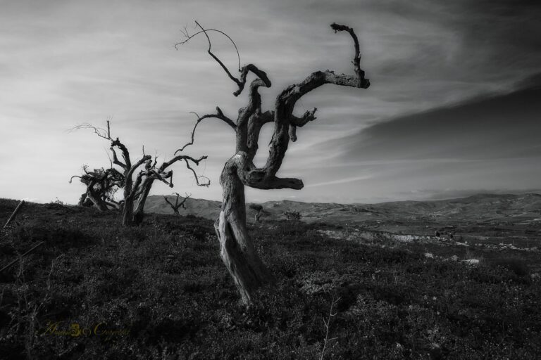 Albero contorto in bianco e nero: scultura naturale e tensione tra fronte centrale e paesaggio