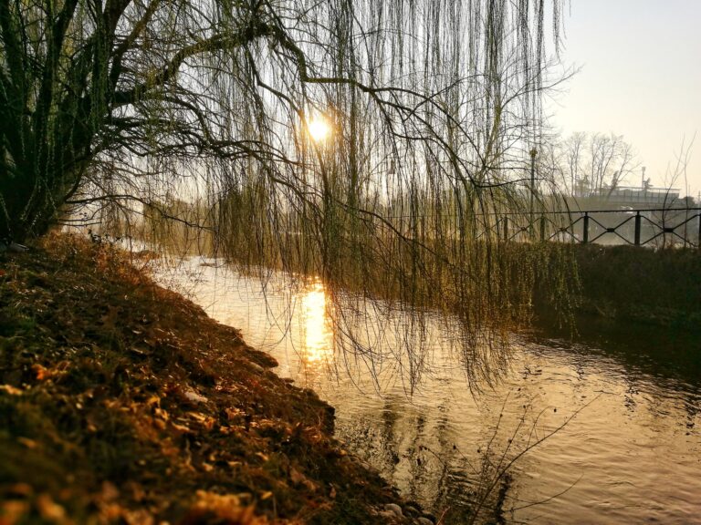 Ritmo di luci e rami: contemplare l’istante dorato sul fiume