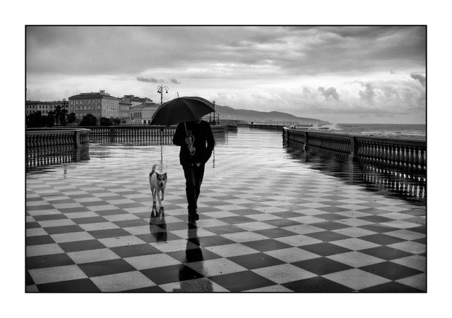 Ceramica di luci: relazione uomo-animale lungo la passerella bagnata in bianco e nero