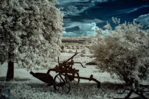 Infrarosso lirico: memoria rurale e tensione tra cielo e chiome in un paesaggio dreamlike