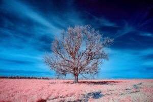 Albero nudo contro cielo blu: meditazione tra terreno rosato e vuoto