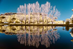 Riflessi e quiete: alberi spogli e cielo cristallino in equilibrio verticale-nascosto