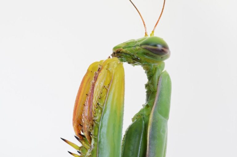 Mantide in preghiera: pulizia espositiva, minimalismo e quiete visiva della specie