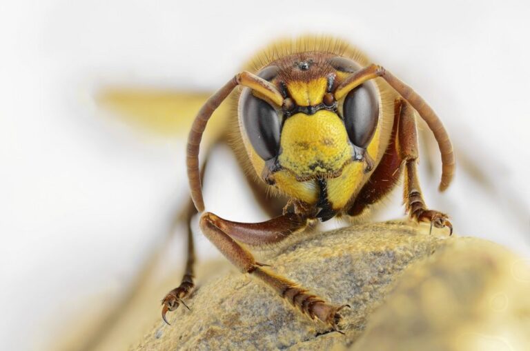 Calabrone affamato: dettaglio chirurgico e profondità che racconta la curiosità del micro-mondo