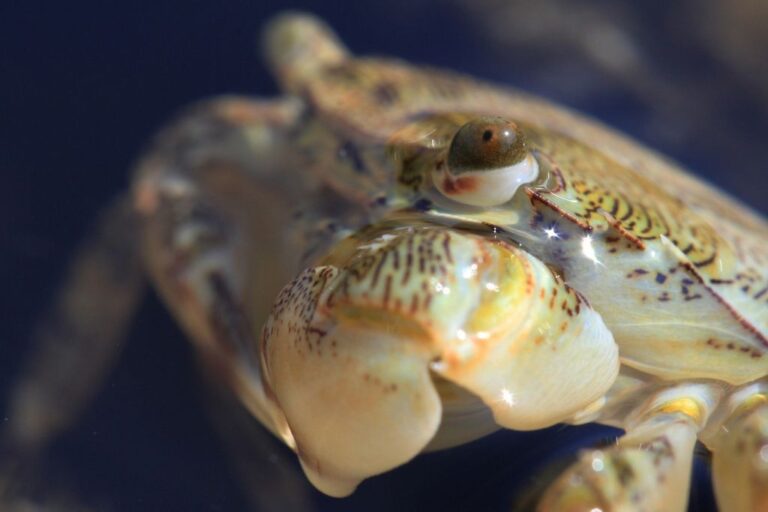 Granchio a Castellammare: micro-macro sulla pelle e sull’iride dell’occhio