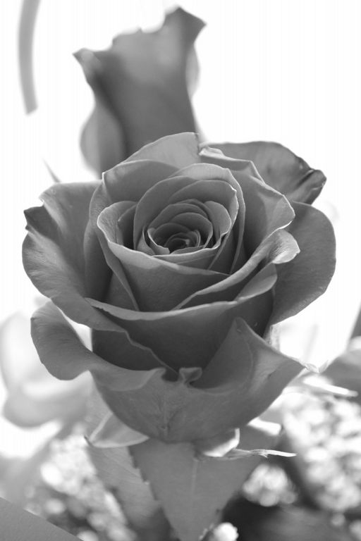 Rosa in bianco e nero: struttura, luci e morbide ombre del cuore