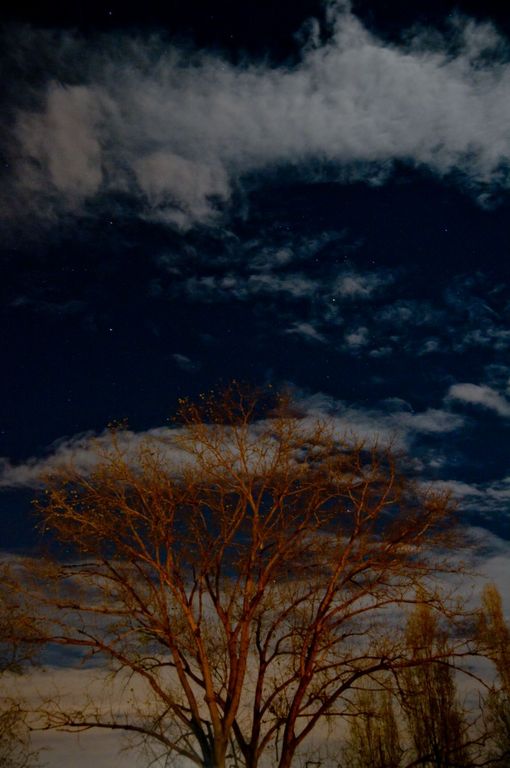 Paesaggio notturno: l’albero come linea di forza tra cielo freddo e luce calda