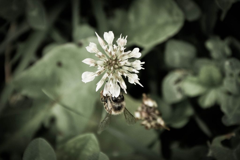 Fame di luce: morbide vibrazioni e quieta tensione in un fiore conteso dal nutrimento