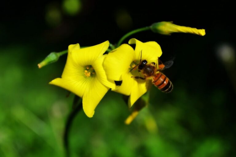 Ape e fiore in primo piano: micro-storia di impollinazione e luce