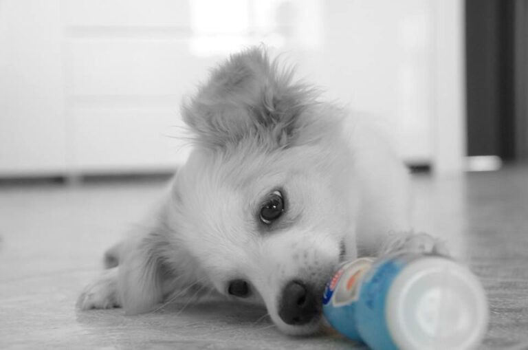 Lulù: istante di curiosità dolce tra morbidezza del pelo e luce controllata