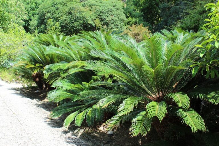 Palma dominante e sentiero: ritmo radiato tra luce e verde urbano