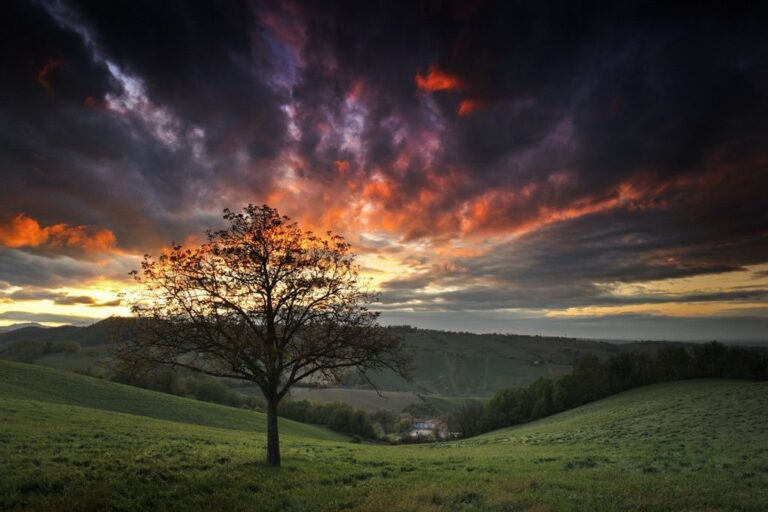 Albero solitario nel crepuscolo: calma meditativa contro un cielo infuocato