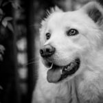 Analisi tecnica neutra: come la conversione in bianco e nero valorizza ritratto animale e pelo