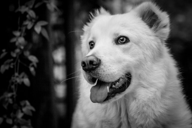 Analisi tecnica neutra: come la conversione in bianco e nero valorizza ritratto animale e pelo