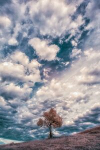Albero e cielo: contrasti tra massa nuvolosa e silenzio paesaggistico sul crinale collinare